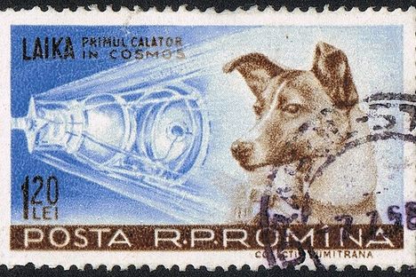 Morbid Monday: Space Dogs, Traveling Cats, and a Sad Story About Elephants