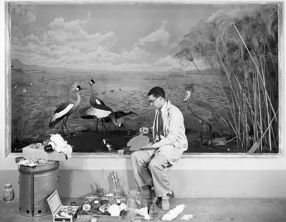 Cotton, with his marsh birds.