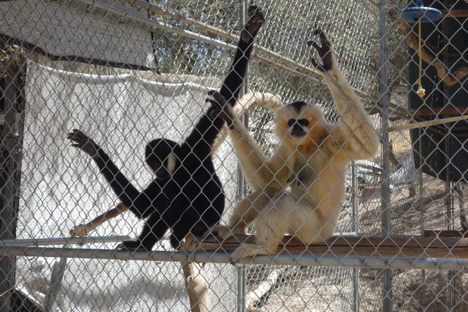 Society Adventures: Touring the Gibbon Conservation Center