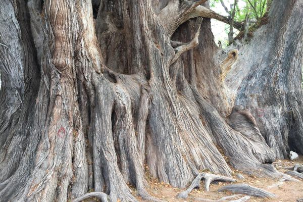 Trunk and roots of the Millennium Tree.