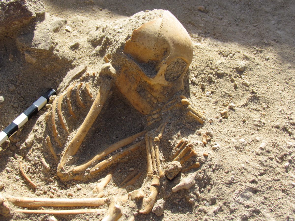 A young bonnet macaque is one of several monkeys buried in the ancient Red Sea port of Berenice.
