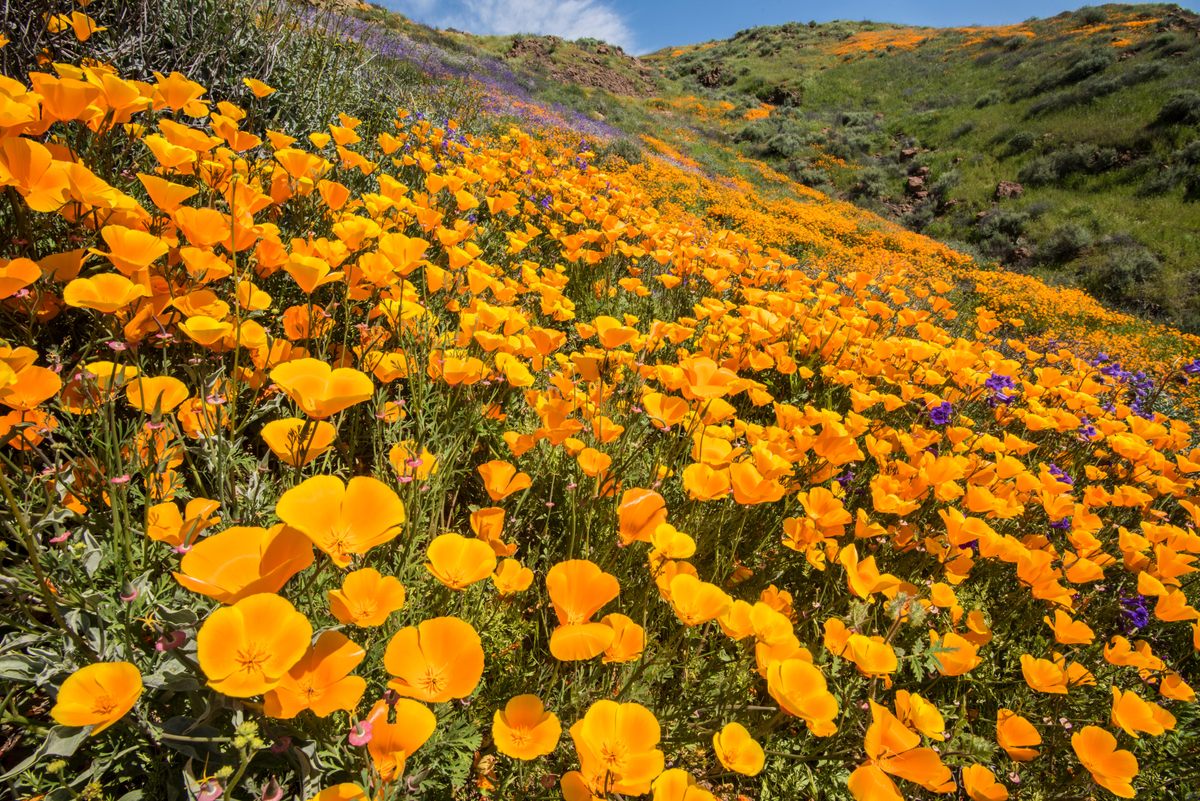A super bloom of poppies and other wildflowers at Lake Elsinore, California.