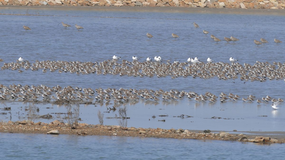 Godwits feed on marine life, worms, crabs, and shellfish before setting off once again.