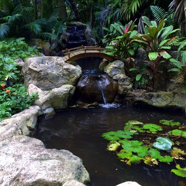 A koi pond at Sunken Gardens.