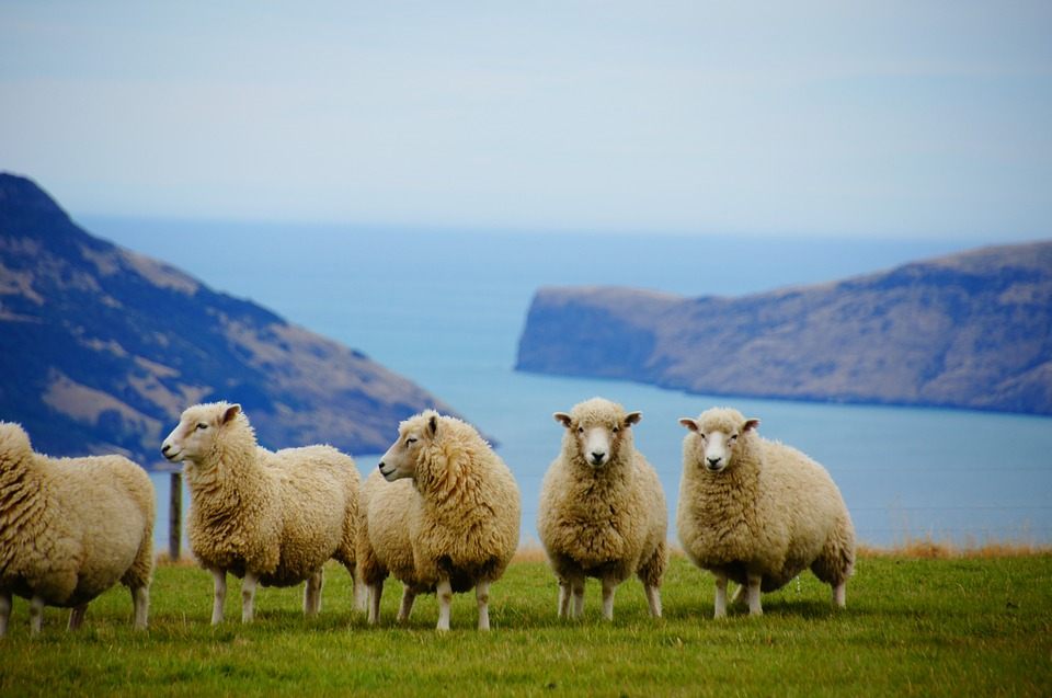 Get lost in New Zealand, and you might find some sheep.