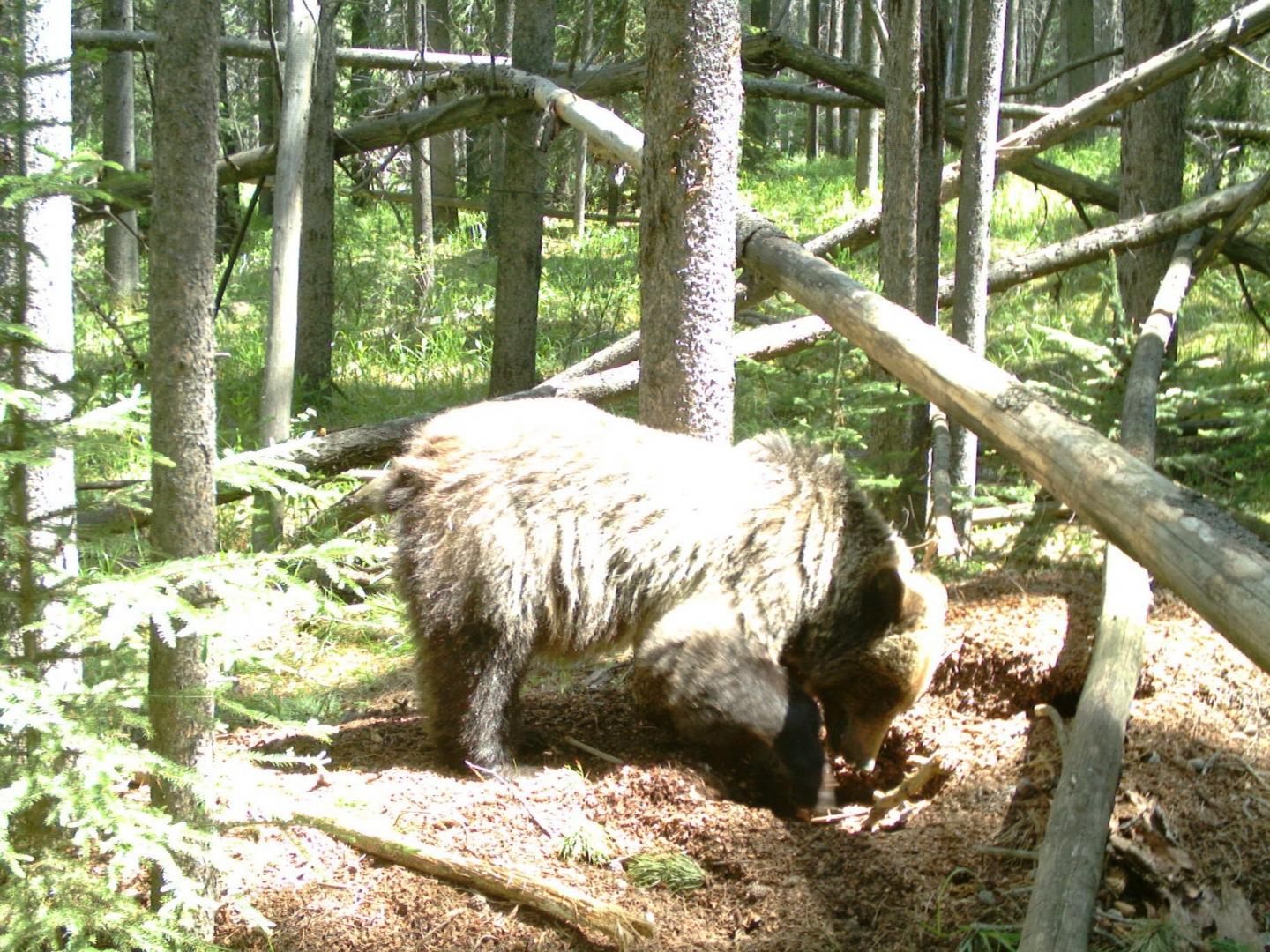 A grizzly bear was spotted by a remote camera digging through a red squirrel midden.