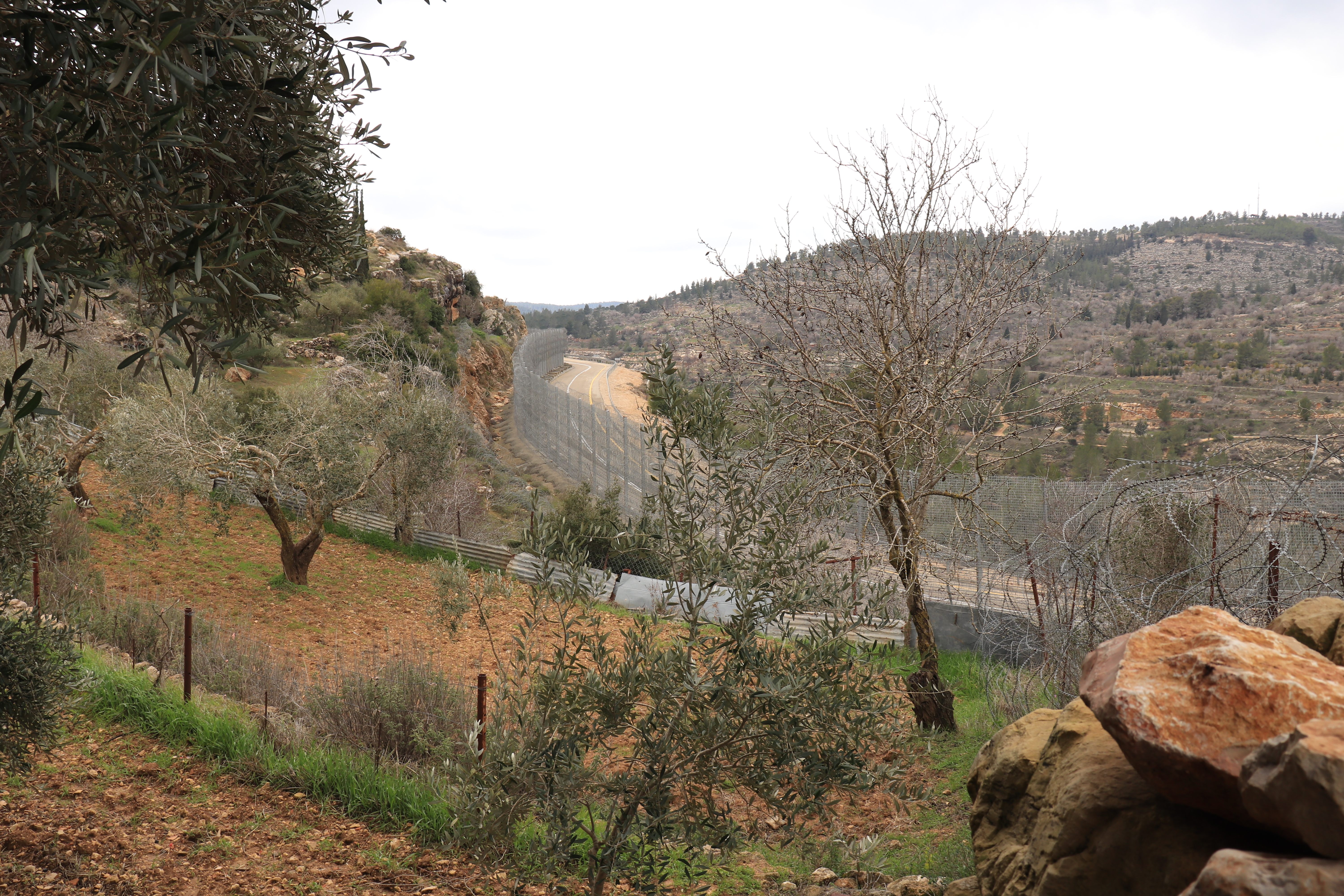 Israel's separation fence runs right beneath the Al Badawi tree.