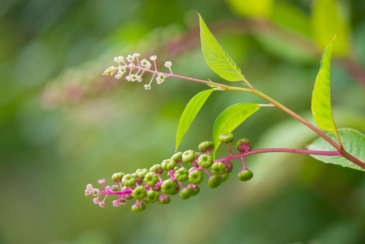Although potentially poisonous in raw form, cooked pokeweed has long been a hearty green in Louisiana and during pre-colonial times.