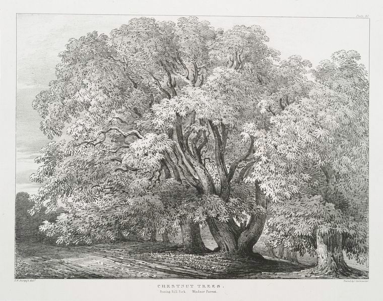 "Chestnut trees, Suning Hill Park, Windsor Forest.