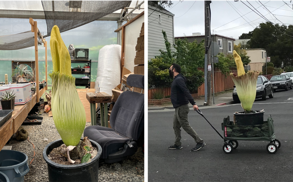The plant thrived in the greenhouse before Leyva loaded it up onto a wagon and wheeled it out to meet some neighbors.