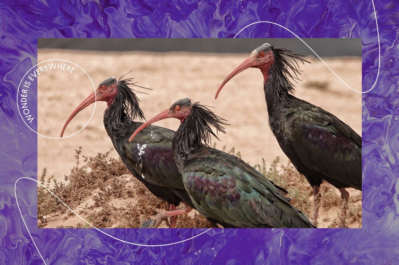 The Northern bald ibis, 'waldrapp' in German, seen in 2018.