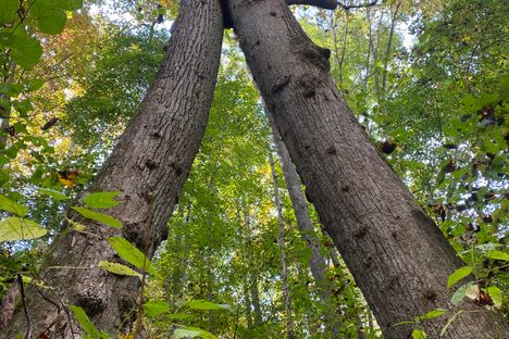 Twin Poplars