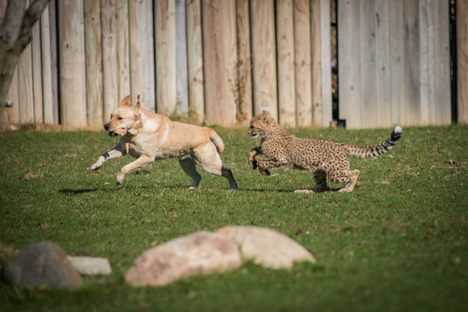 Emmett the cheetah chases Cullen, his companion Labrador retriever, at the Columbus Zoo and Aquarium.