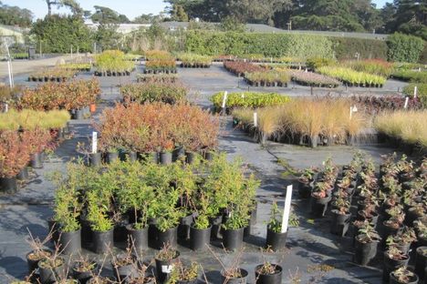 Golden Gate Park Nursery