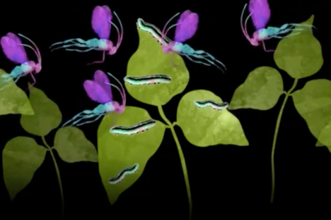 The Unflinching Warfare of the Lima Bean
