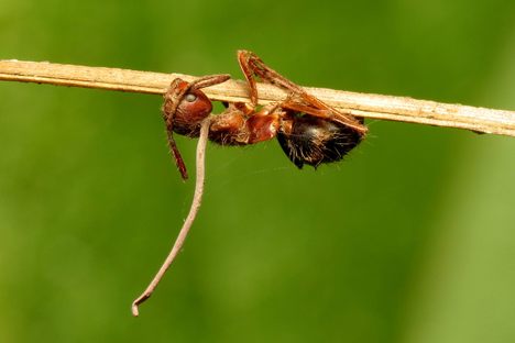 Ophiocordyceps growing from an ant on a thin branch. 