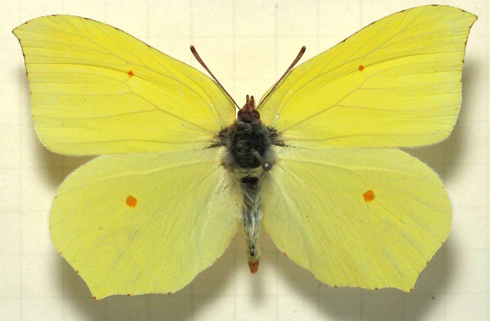 There's nothing especially celestial about this undoctored <em>Gonepteryx rhamni</em>.