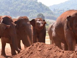 Elephants playing in the mud at Elephant Nature Park. 