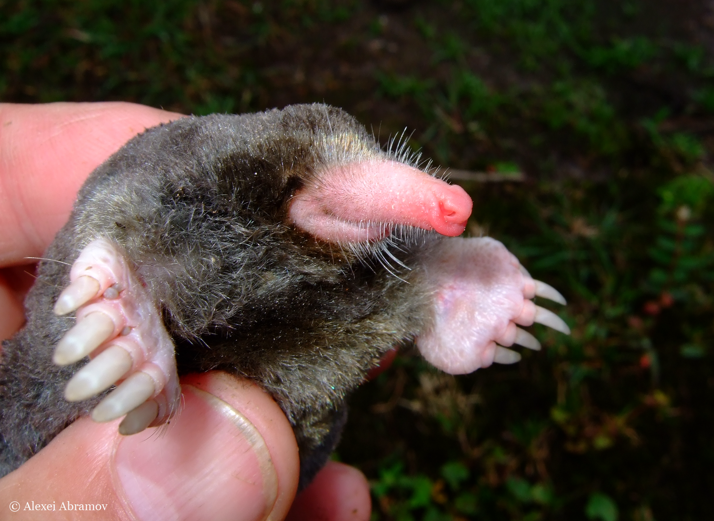 A new species of mole is new levels of cute.