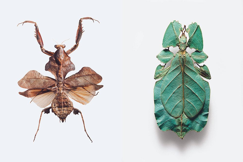 Left, the dead leaf mantis and right, true leaf insect or “walking leaf”.  