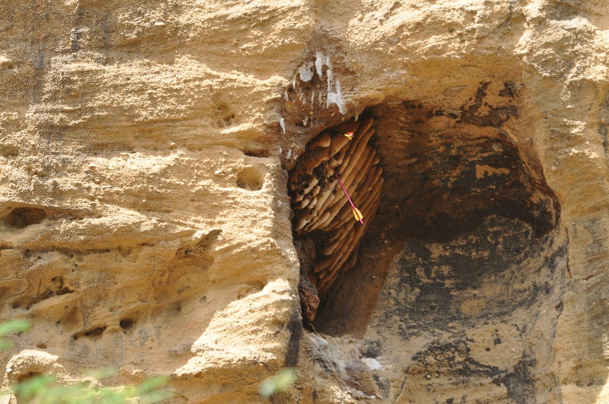A couple of direct hits might knock the hive down enough for beekeepers to approach from above.