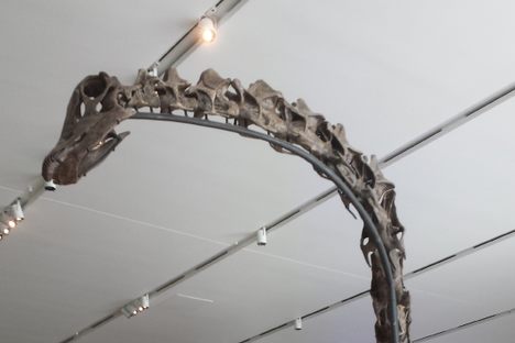 Gordo the Barosaurus