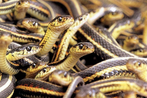 Among the most successful reptiles in North America, garter snakes thrive from the tropics to the edge of the Arctic.