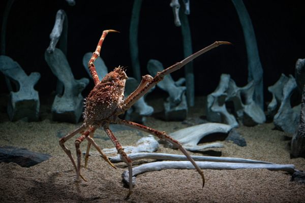 A Japanese spider crab (Macrocheira kaempferi) rises up, displaying its impressive leg span. 
