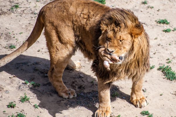 A lion at The Wild Animal Sanctuary, Keenesburg, Colorado.
