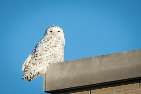 A snowy owl in an urban environment