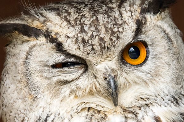 9 Incredible Wild Animal Encounters From Our Readers - Atlas Obscura