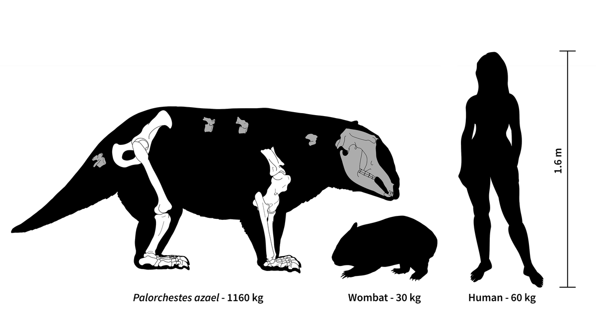 <em>P. azael</em> would have weighed almost as much as a small car.
