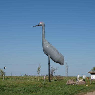 Sandy, the world's largest sandhill crane