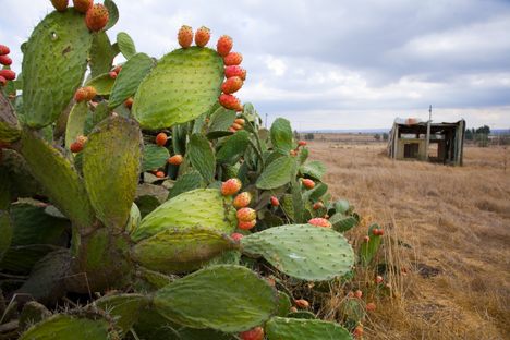 Prickly pear cactus with fruit in the Golan Heights, which Israel captured from Syria in the Six-Day War.