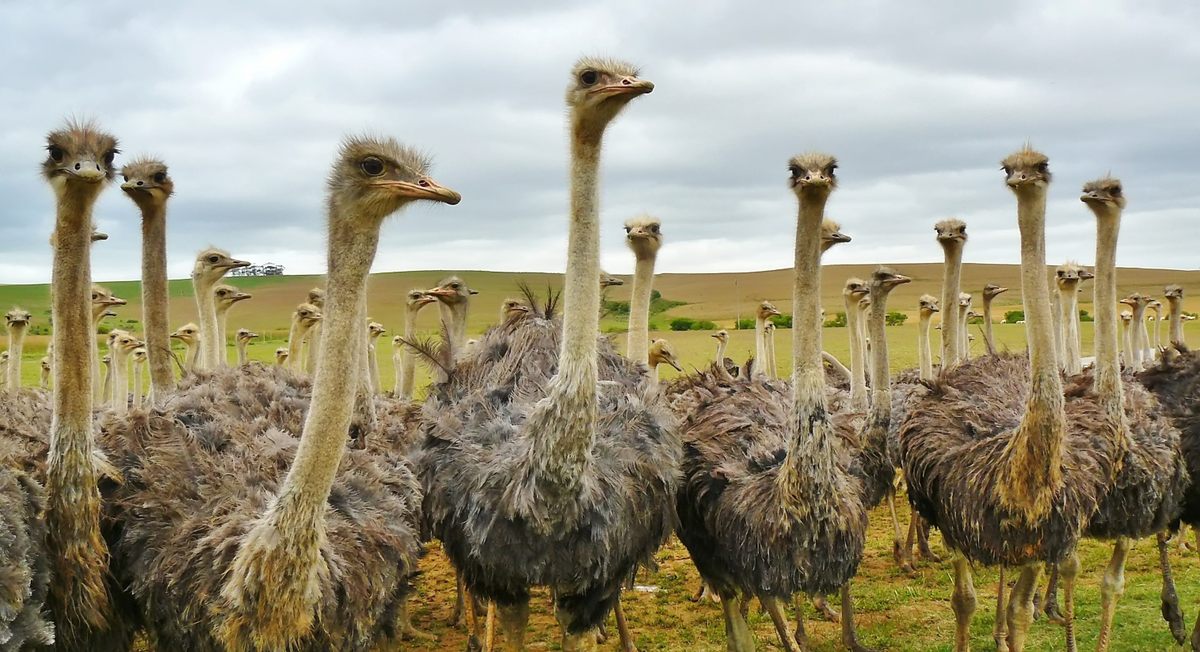 Ostrich farm, South Africa.
