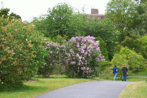 Strolling along the lilacs.