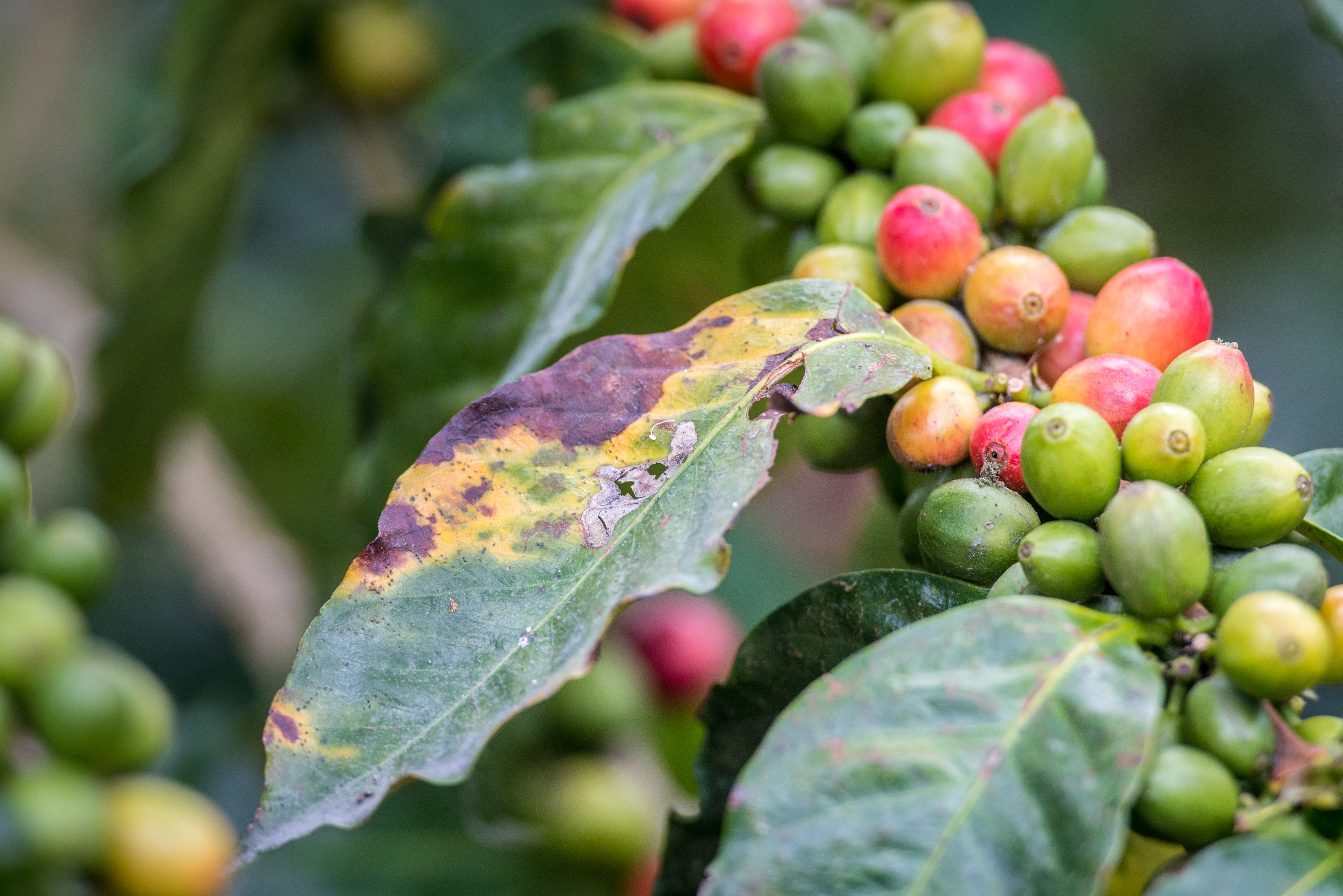The yellowing and browning on this coffee plant is the result of coffee rust.