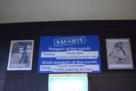 BAD penguin!