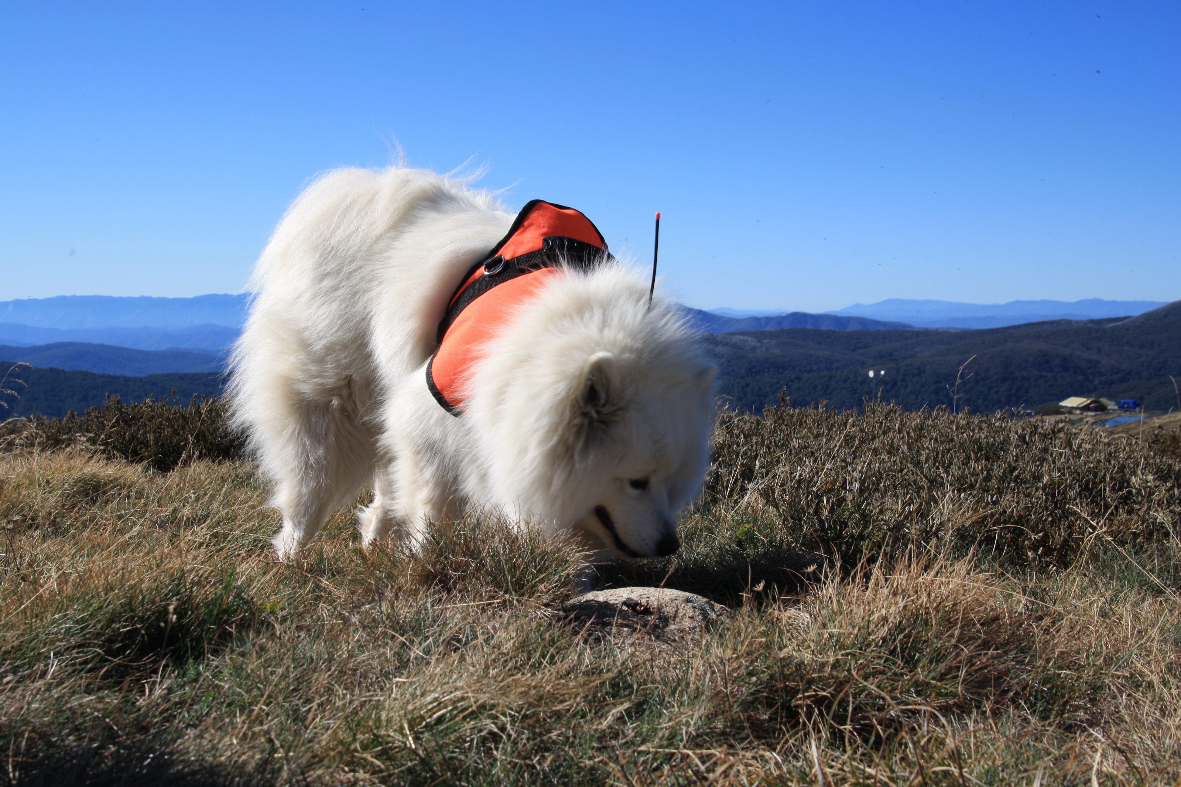 The Adventures and Trials of Jack, Scat-Sniffing Superdog - Atlas Obscura