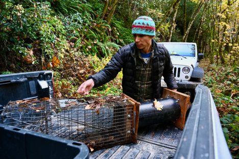 Anthony Colegrove loads a fisher, which is located in the black cylinder of the trap, into his truckbed. Colegrove, a tribal member, works as a field technician for the Hoopa Valley Tribe’s wildlife division.