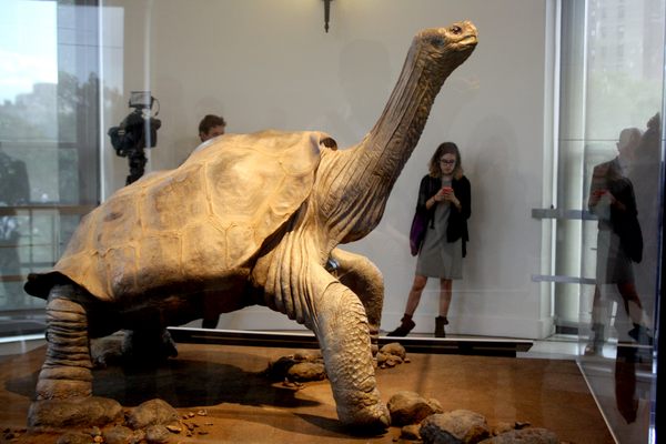 Lonesome George at the American Museum of Natural History in New York