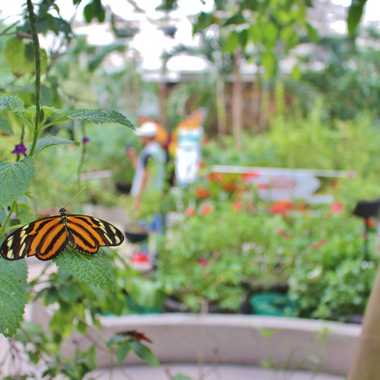 Butterfly garden.