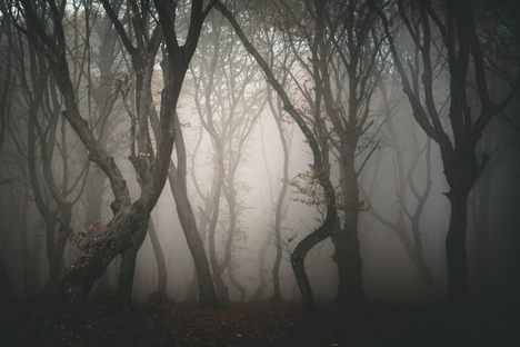 The contorted trees of Hoia-Baciu Forest in Romania. 