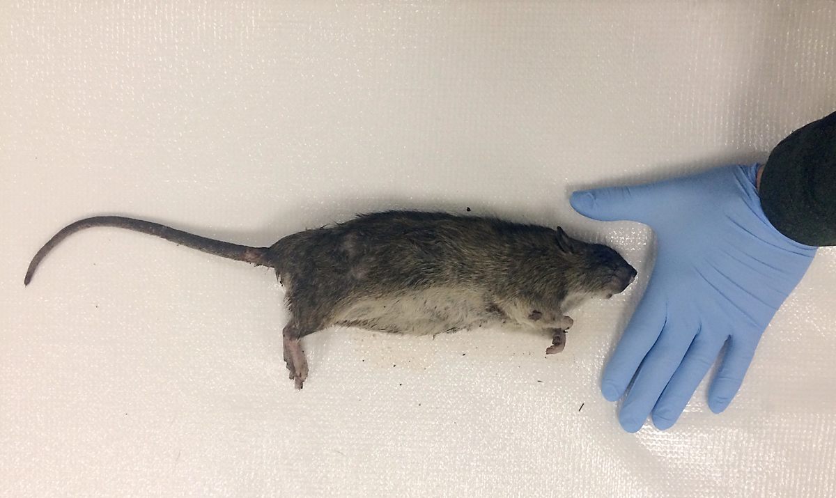 Just How Huge Are New York’s Rats?