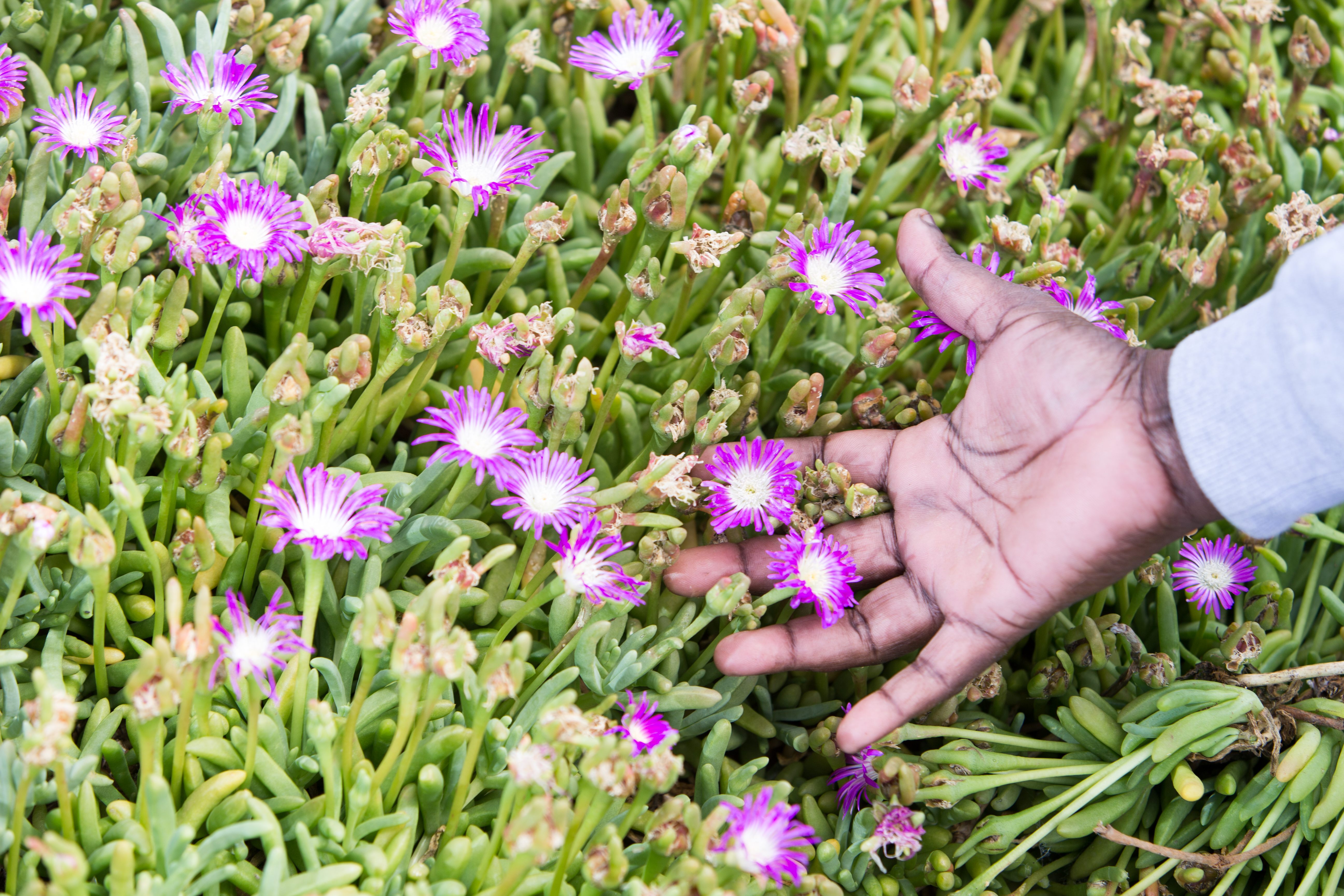 Harvesting native green karkalla around Coorong, South Australia.