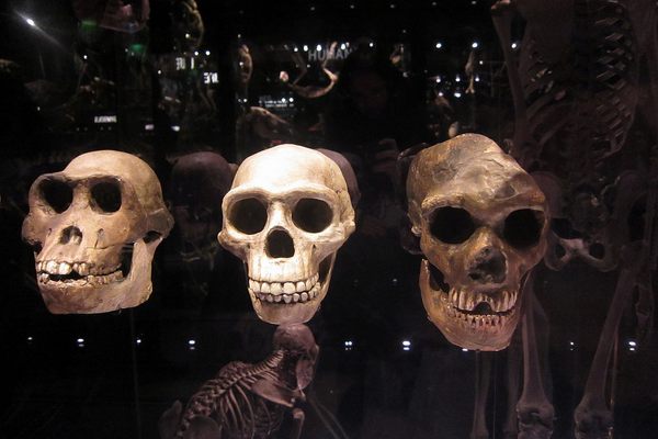 Skulls in the Manchester Museum
