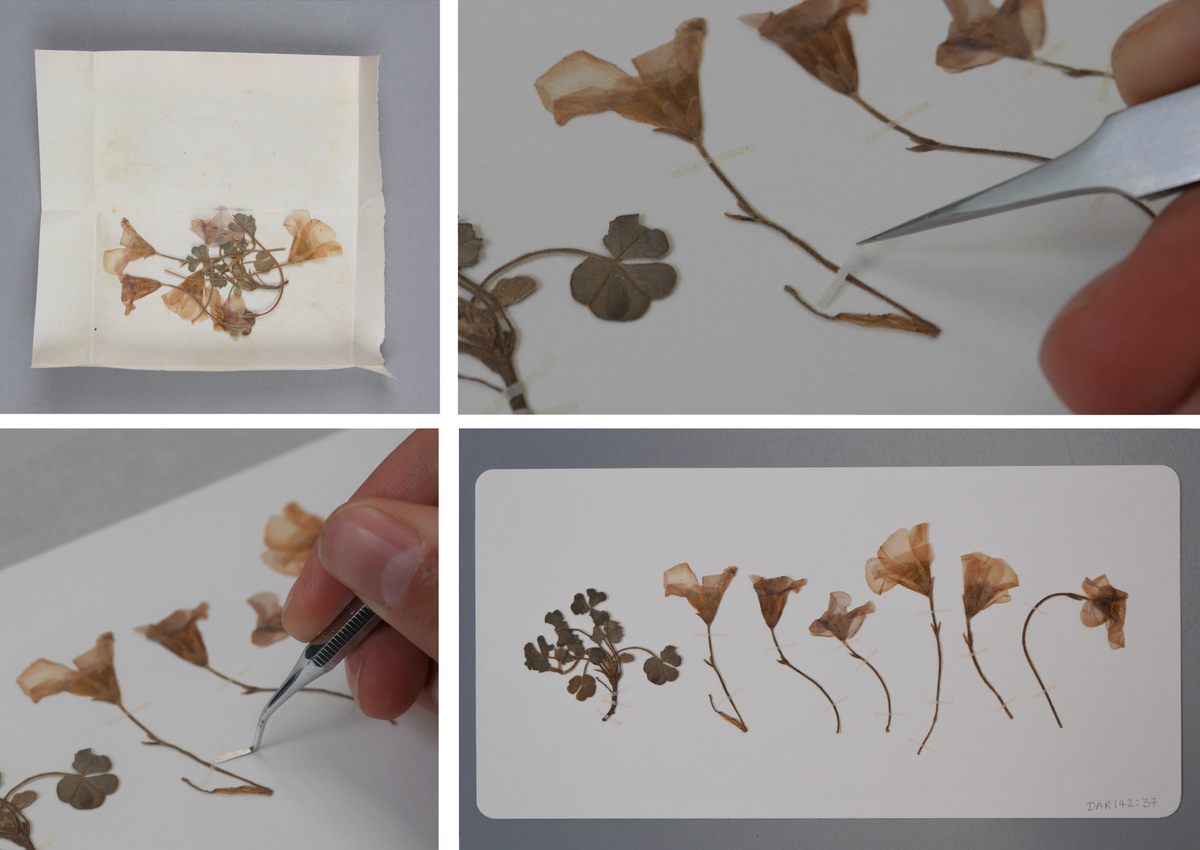 Pressed flowers from the collection.