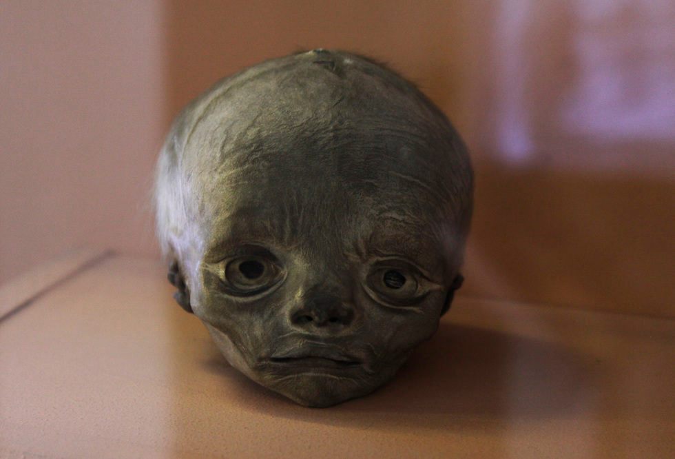 The shrunken head of a child in the Kunstkamera in St. Petersburg.