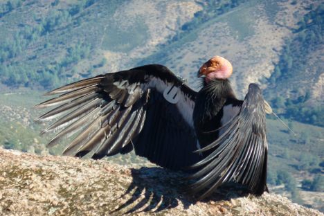 California Condor sunning itself in Pinnacles.