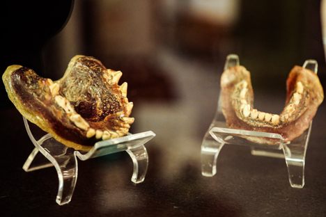 Handmade Coyote Teeth Dentures